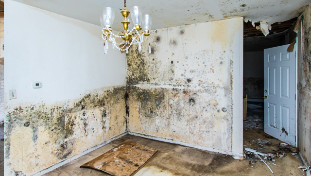 Emergency Mold Clean Up & Remediation
